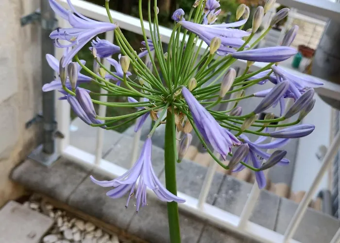 بيت للعطل Dolce Brezza *