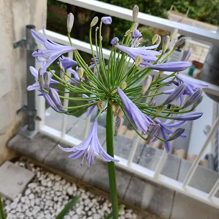 Дом отдыха Dolce Brezza *